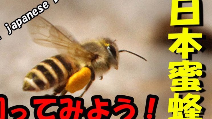 巴尔科拉vs蜜蜂数据：1次助攻，4次射门0射正，1次失良机
